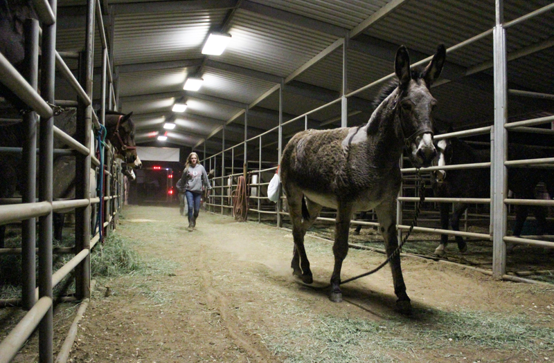 A donkey at the Humane Society of Ventura County